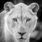 Nature Portfolio